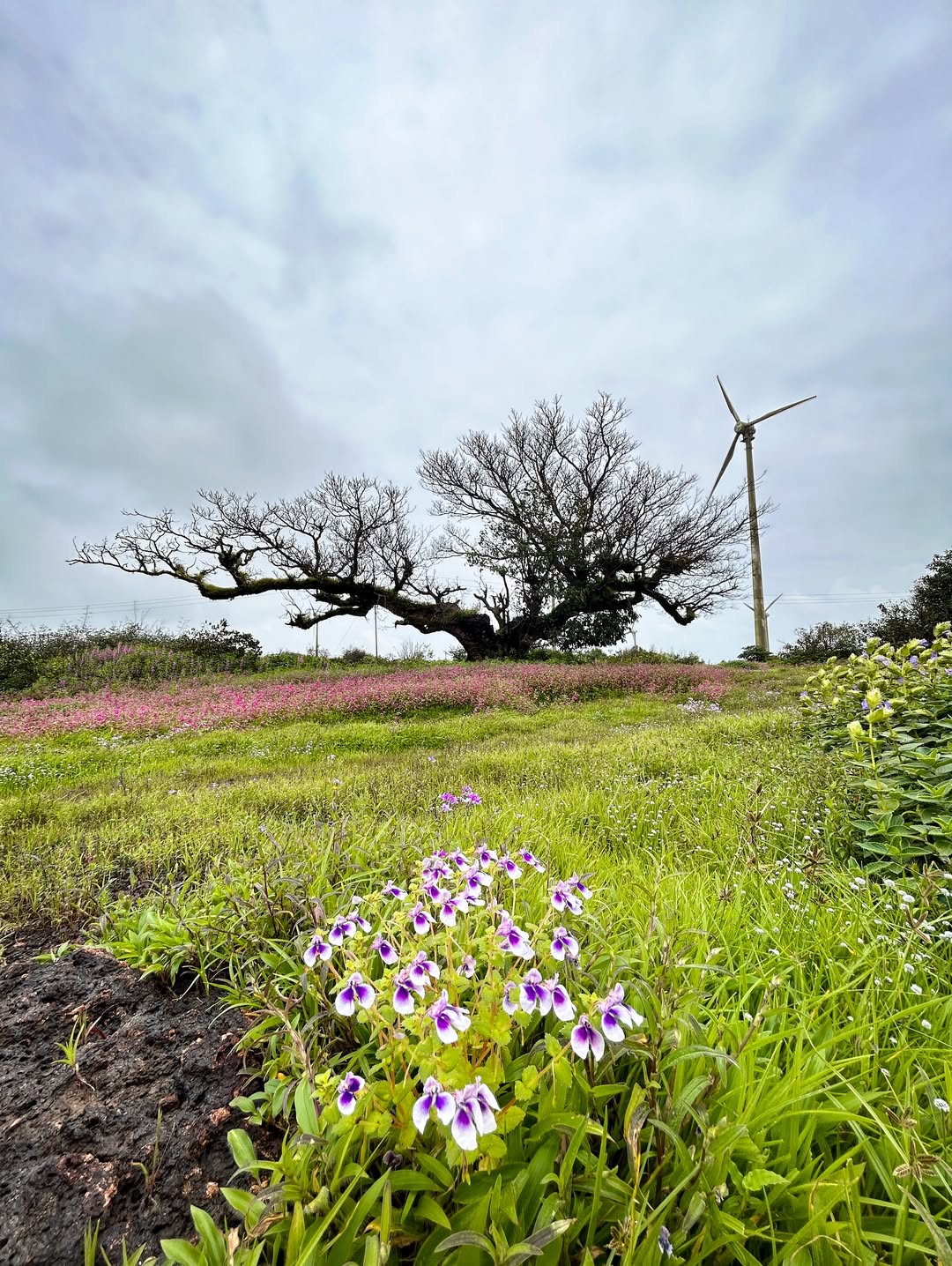 Chalkewadi Windmill 2