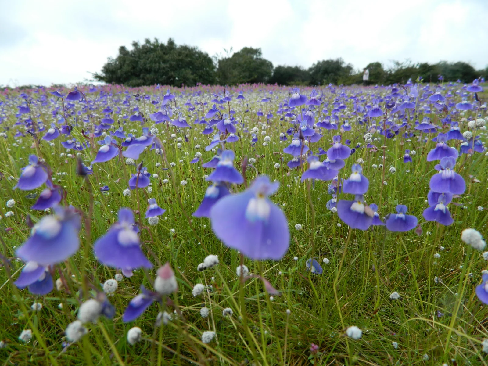 Kaas Plateau 2