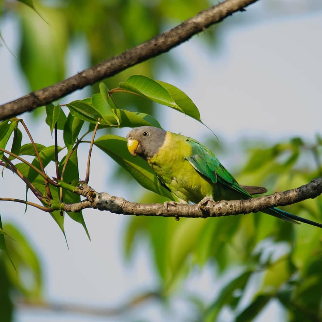 Koyna Wildlife Sanctuary