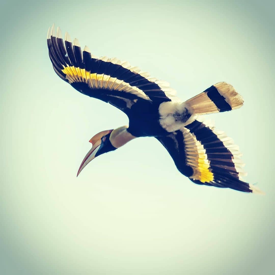 Koyna Wildlife Sanctuary 2