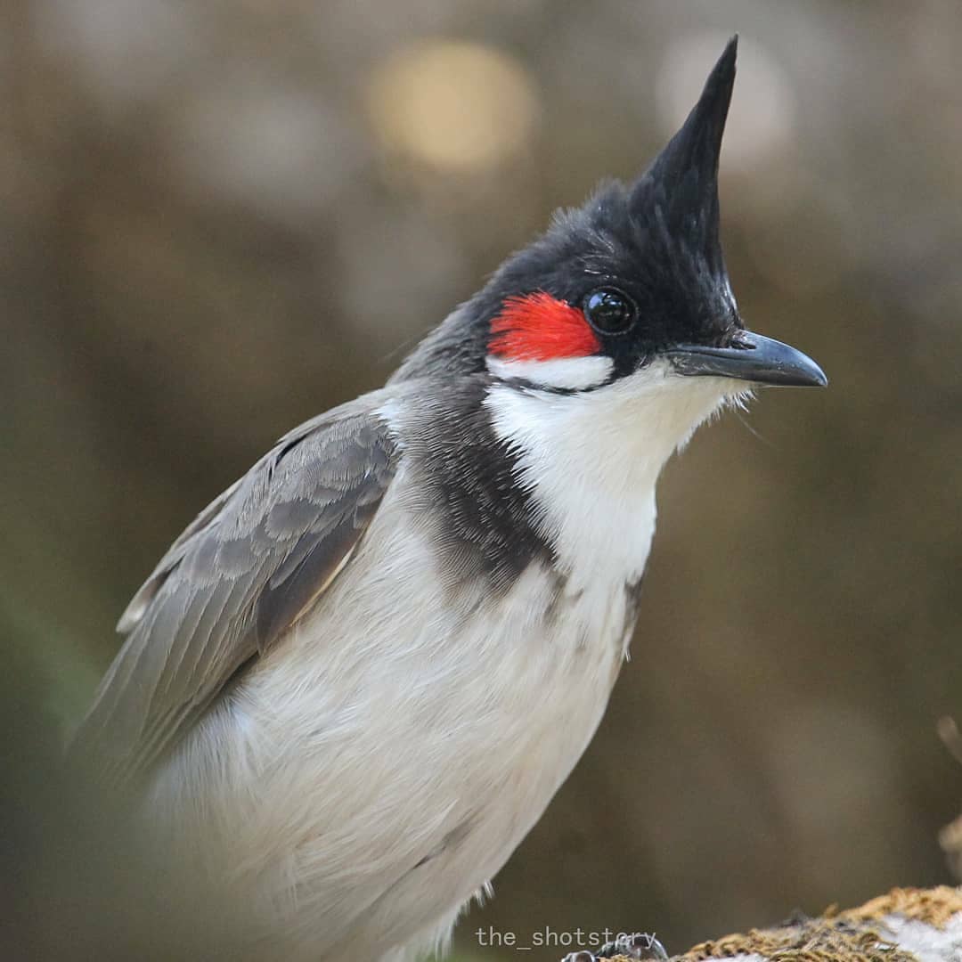 Koyna Wildlife Sanctuary 4